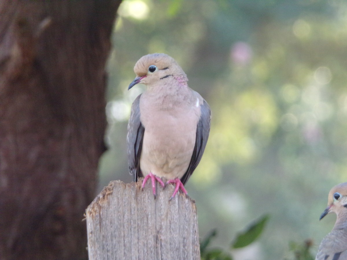 Mourning Dove - Texas Bird Family