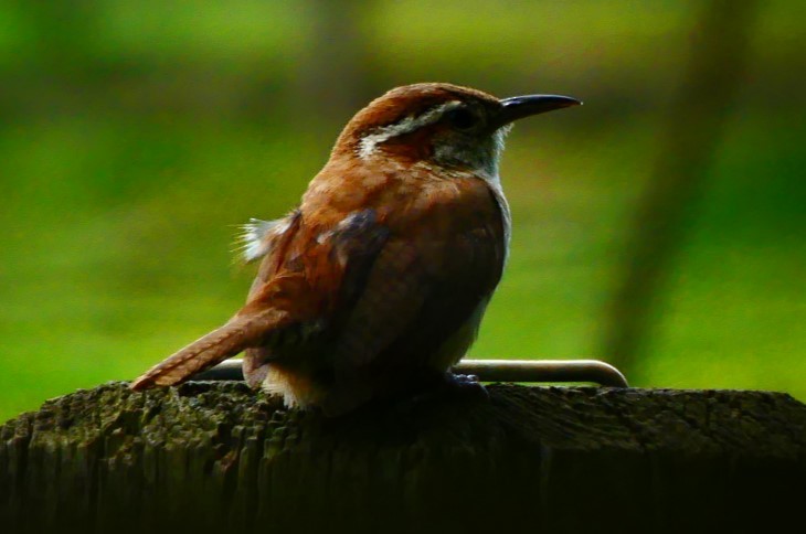 Carolina Wren - Susie BDC