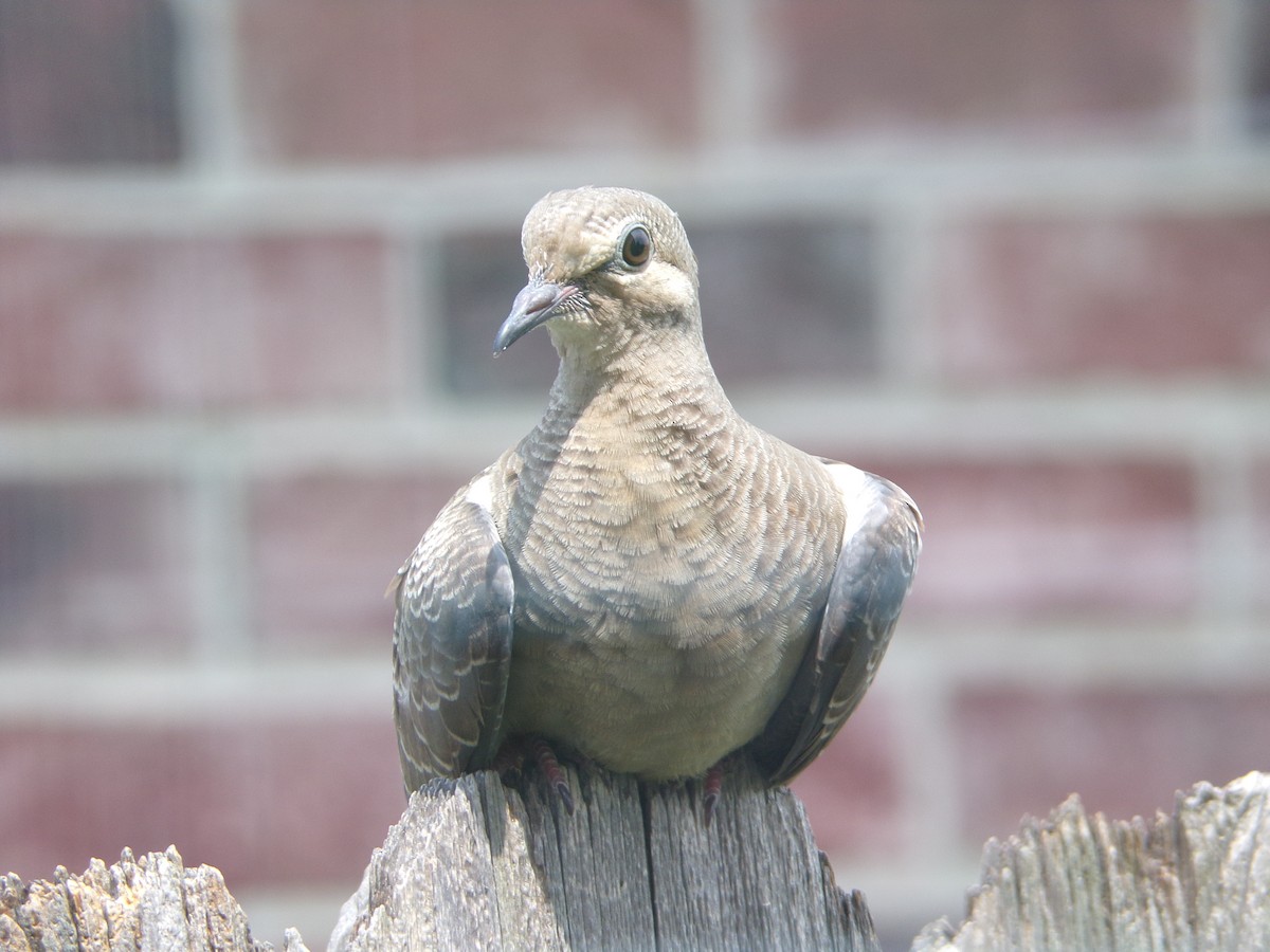 Mourning Dove - Texas Bird Family