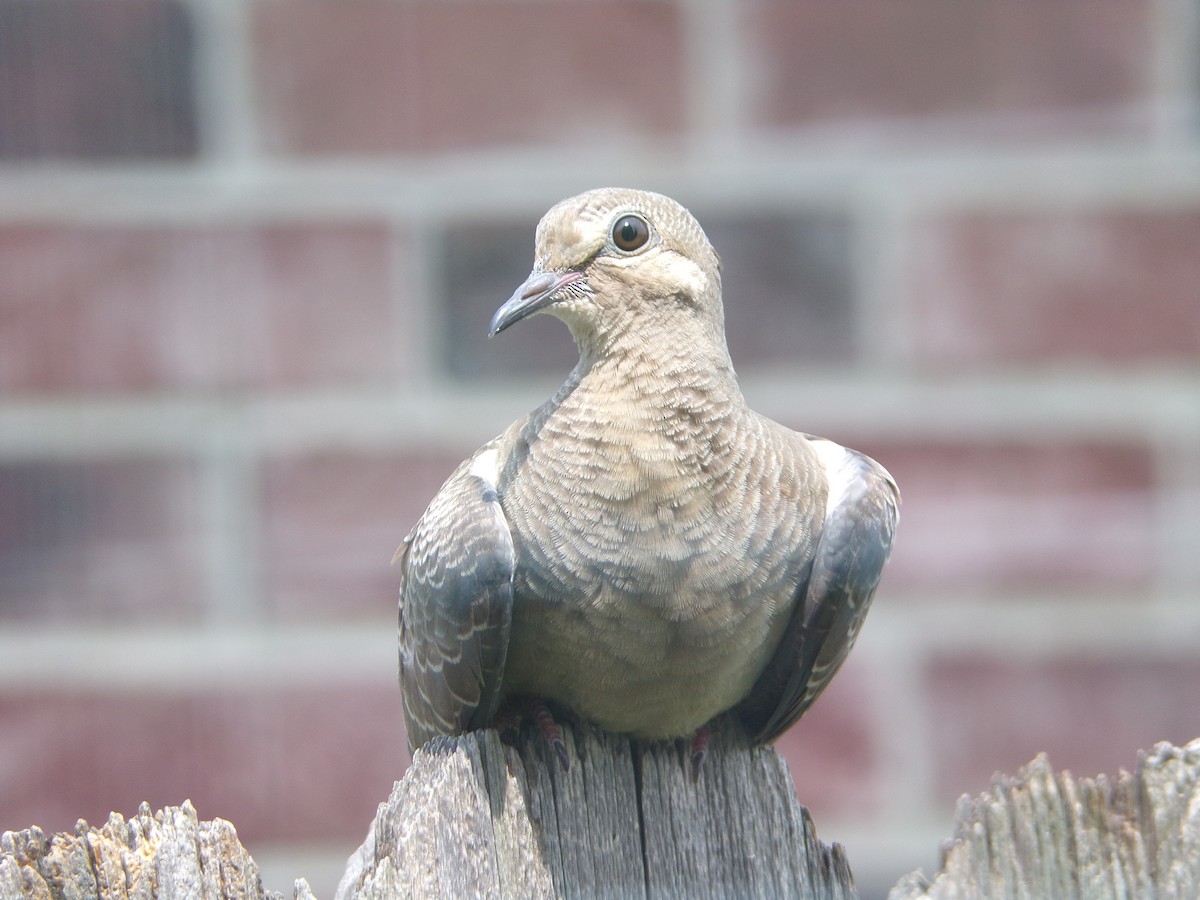 Mourning Dove - Texas Bird Family