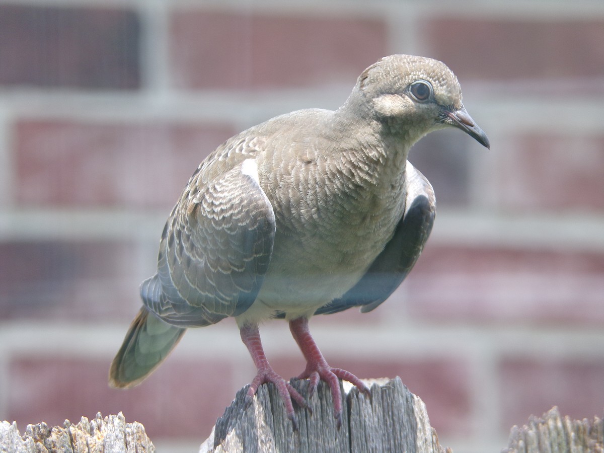 Mourning Dove - Texas Bird Family