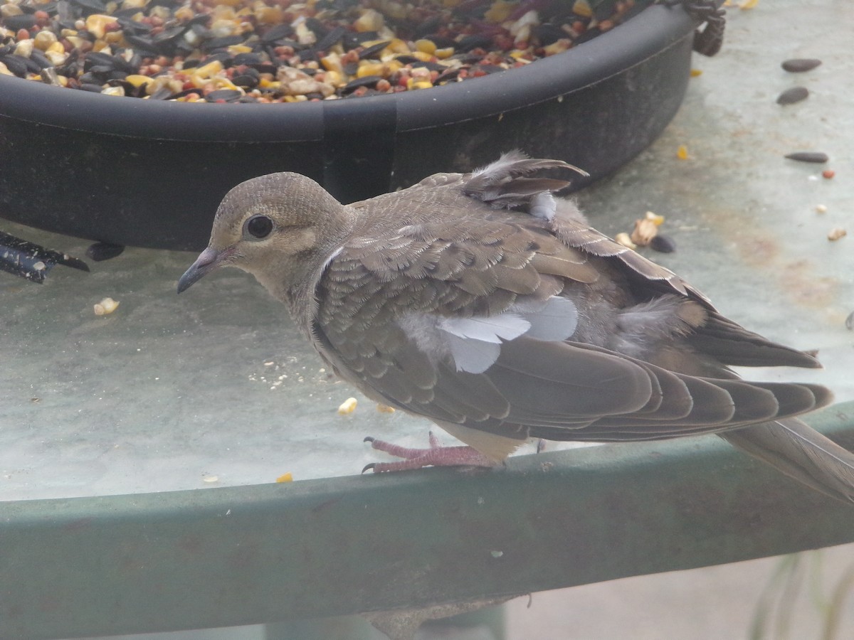 Mourning Dove - Texas Bird Family