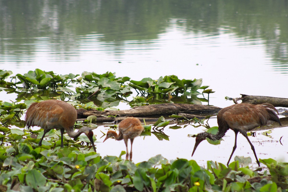 Sandhill Crane - Cindy Harness