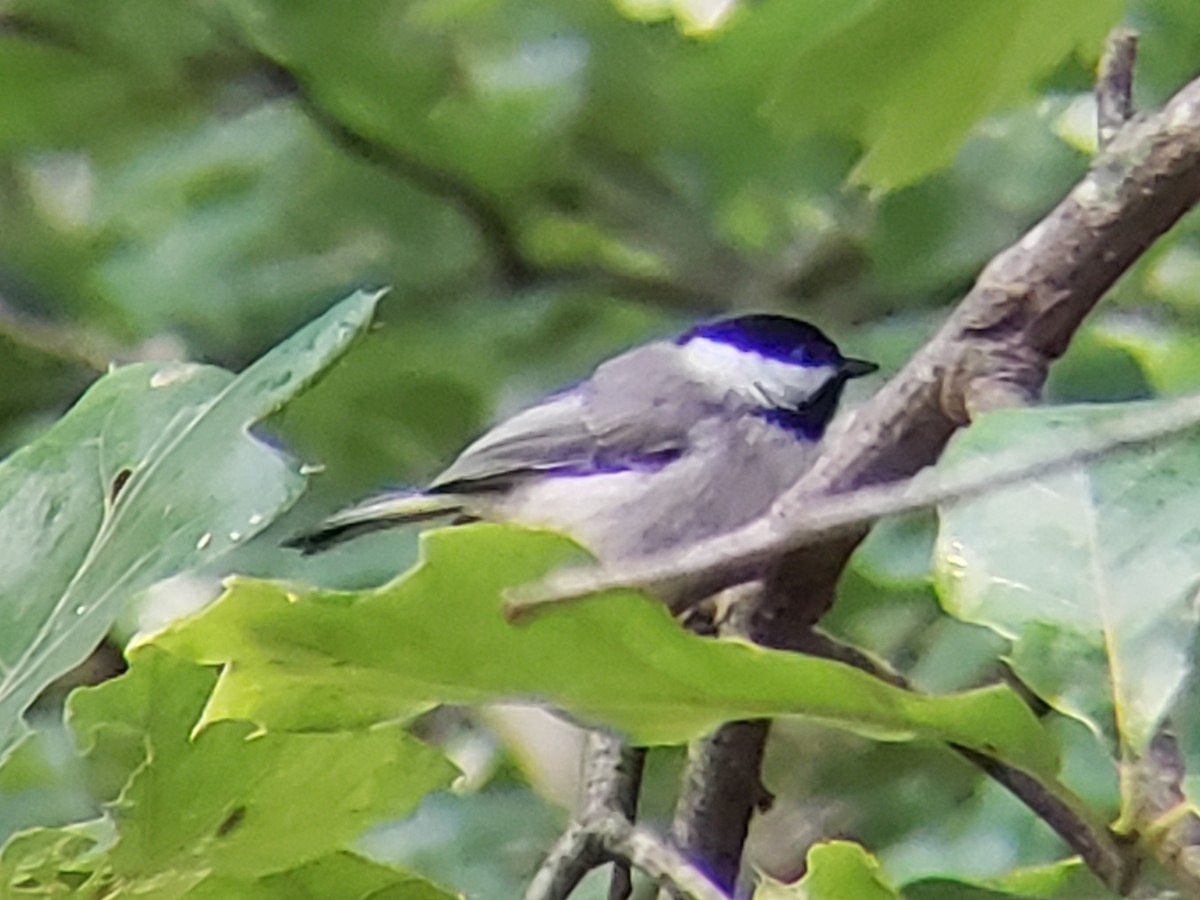 Carolina Chickadee - Michelle Spacek