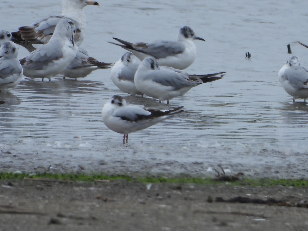 Little Gull - Ruth Smith