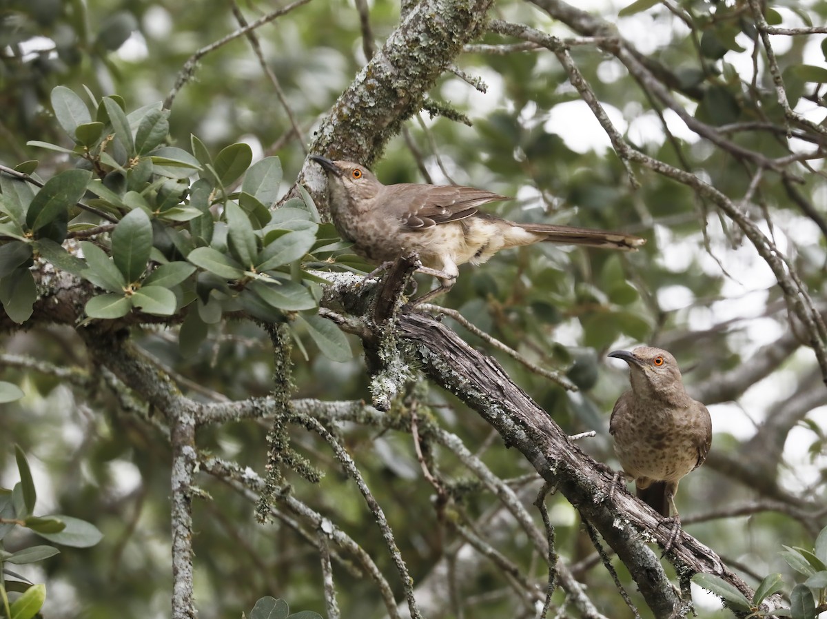 Curve-billed Thrasher - ML619530070