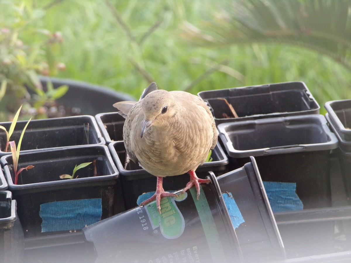 Mourning Dove - Texas Bird Family