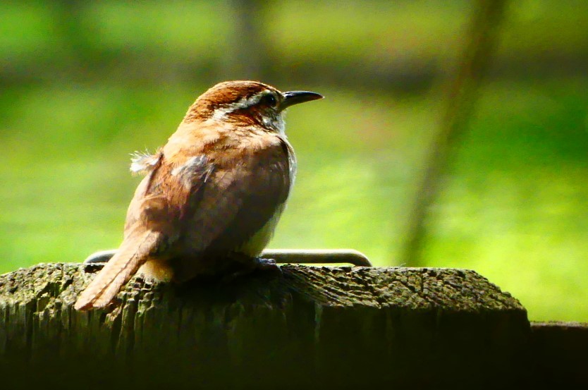 Carolina Wren - Susie BDC