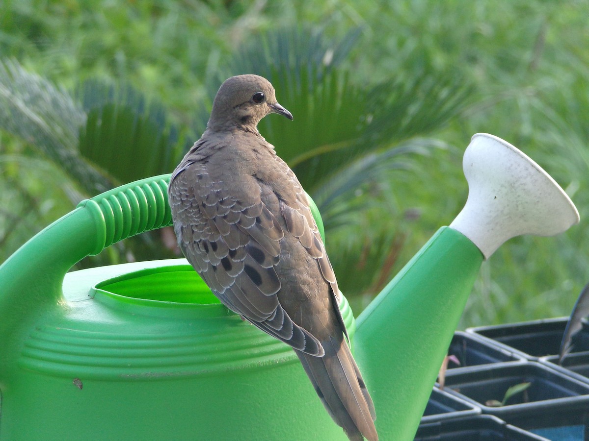 Mourning Dove - Texas Bird Family