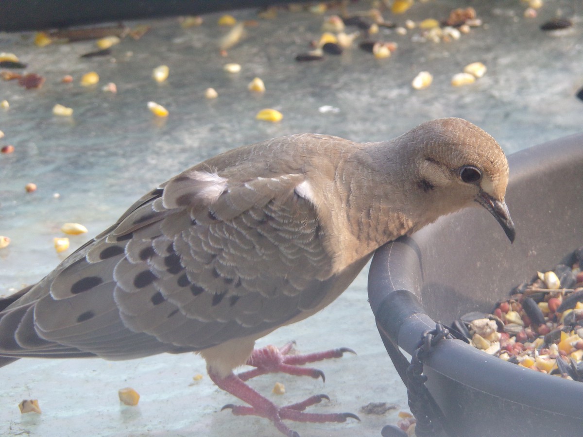 Mourning Dove - Texas Bird Family