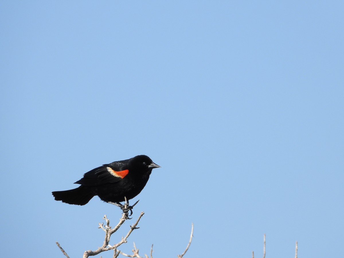 Red-winged Blackbird - Gerard Nachtegaele