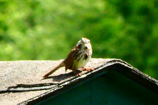 Song Sparrow - Susie BDC