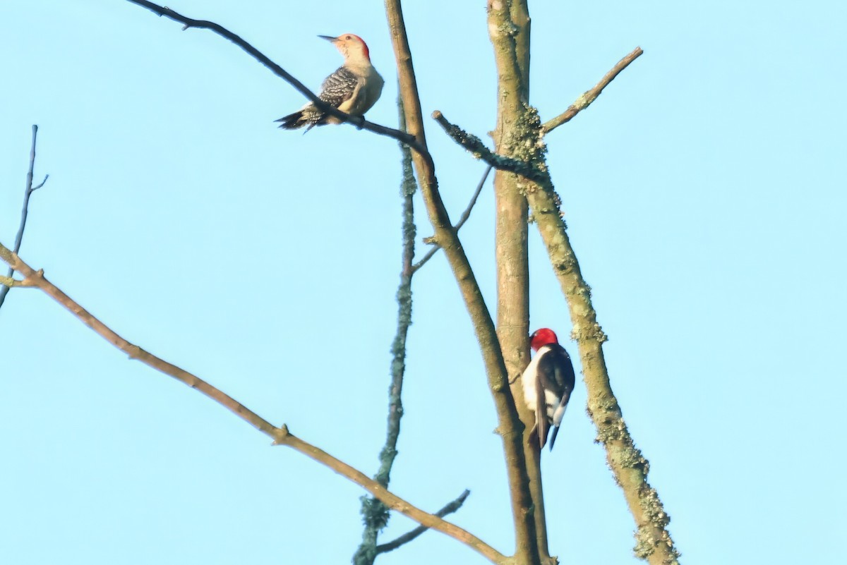 Red-headed Woodpecker - Russ Ruffing
