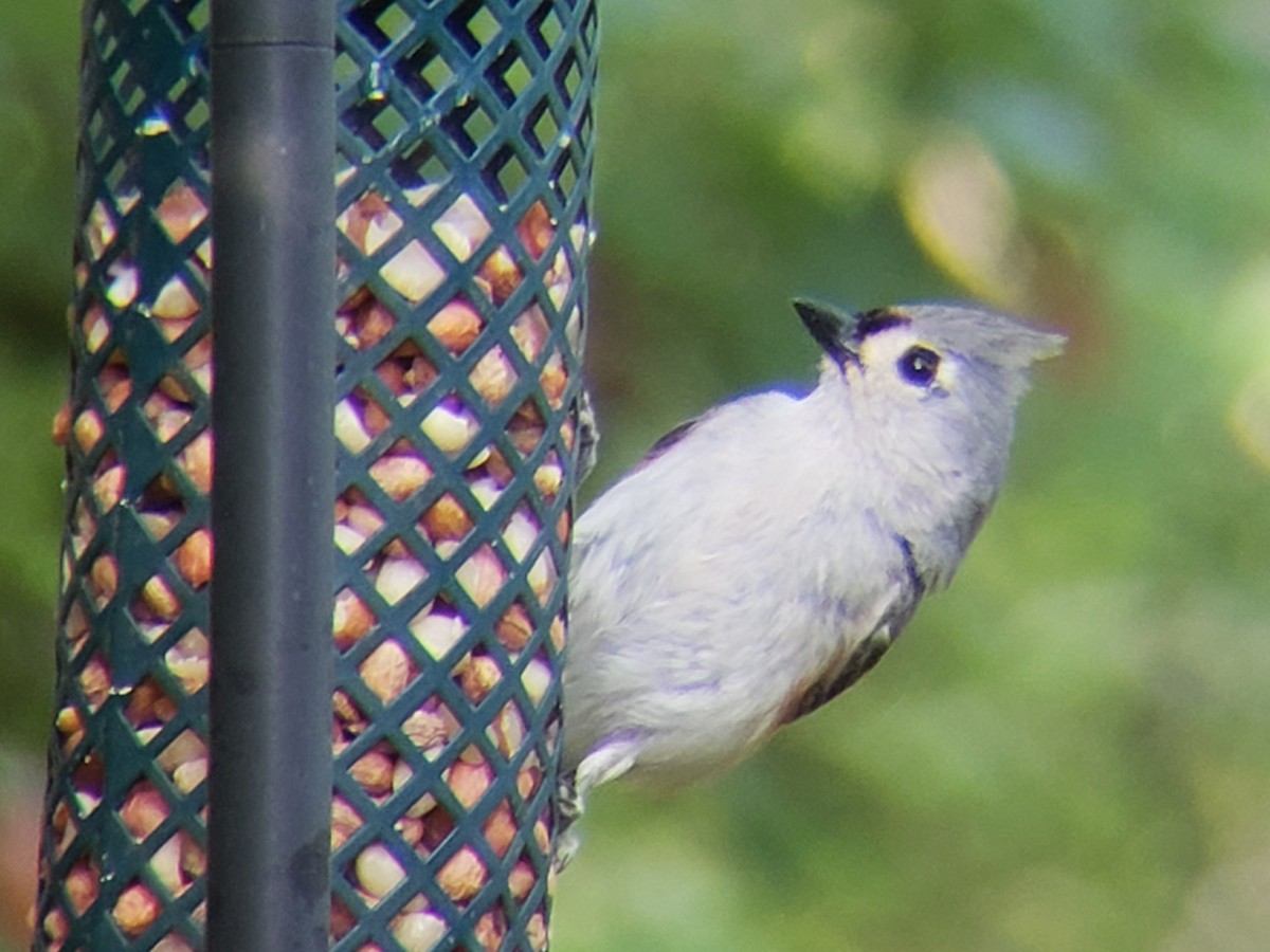 Tufted Titmouse - Michelle Spacek