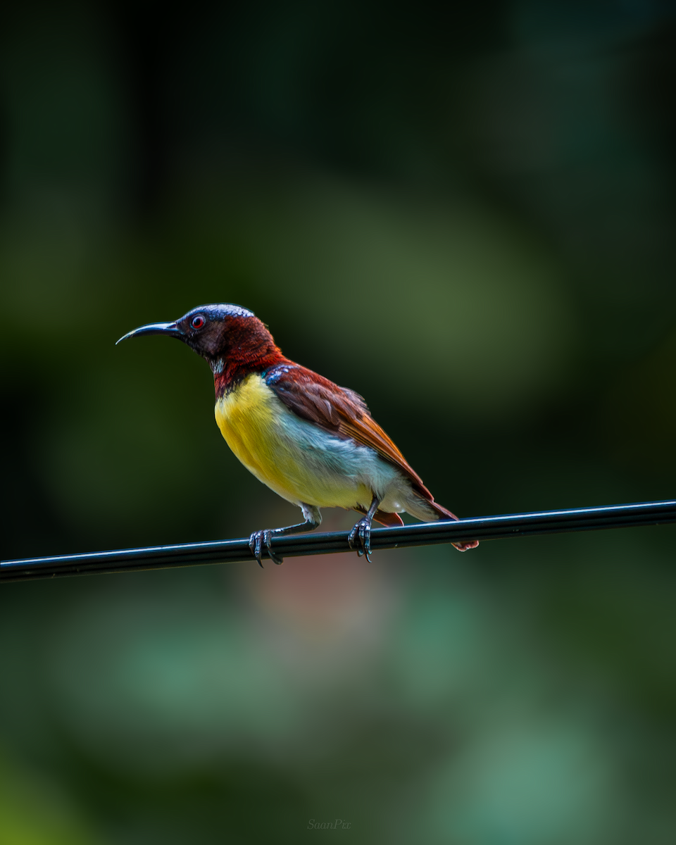 Purple-rumped Sunbird - Sahan Liyanage