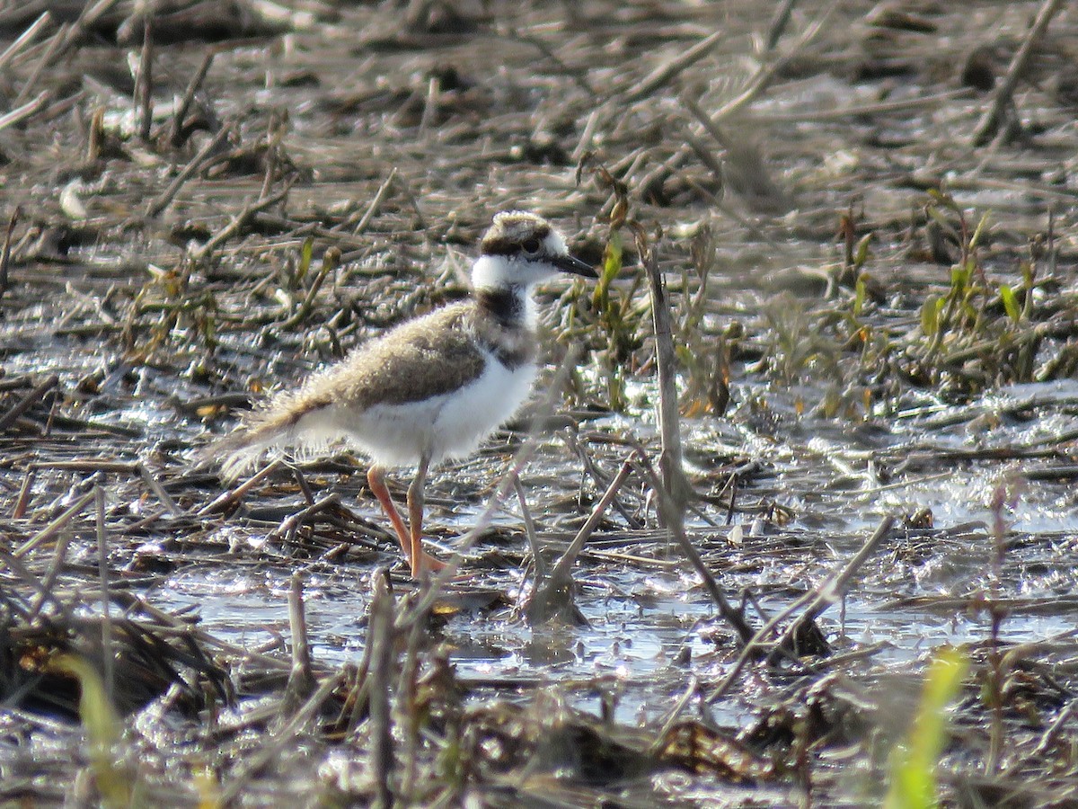 Killdeer - Christine W.