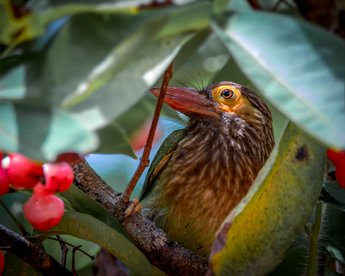 Kahverengi Başlı Barbet - ML619530099