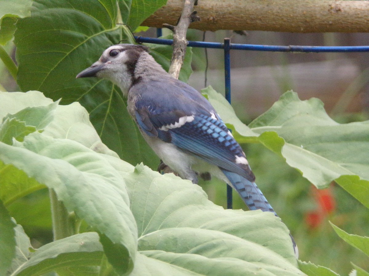 Blue Jay - Texas Bird Family