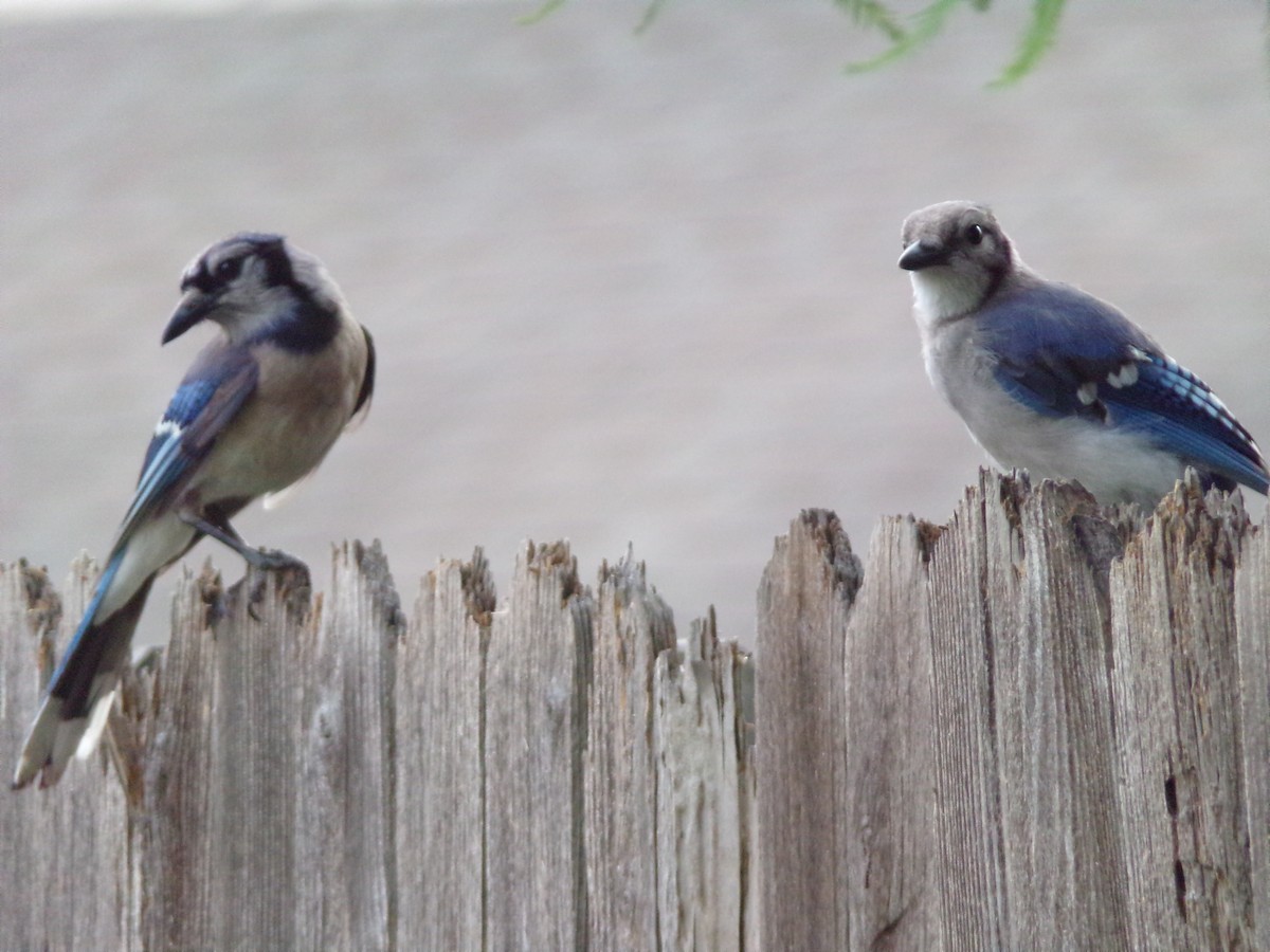 Blue Jay - Texas Bird Family