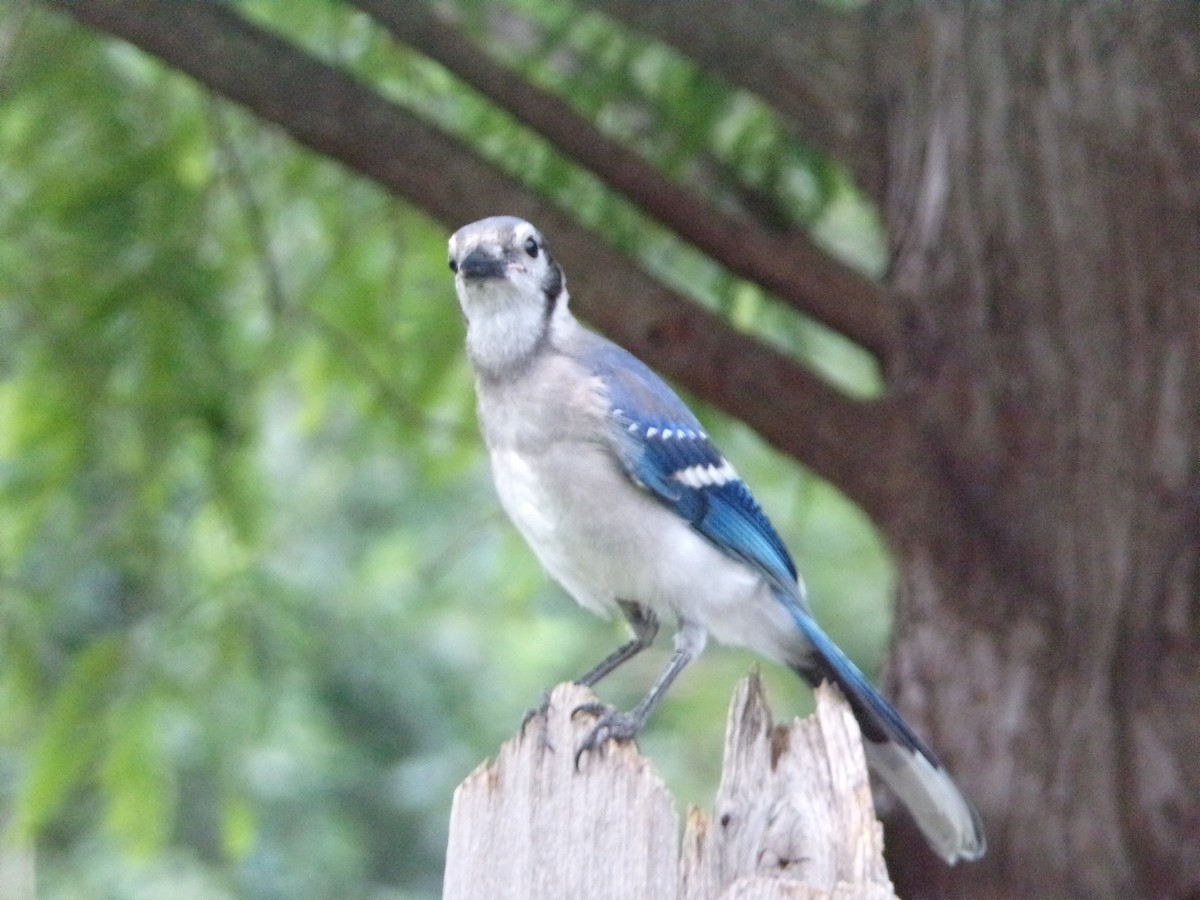 Blue Jay - Texas Bird Family