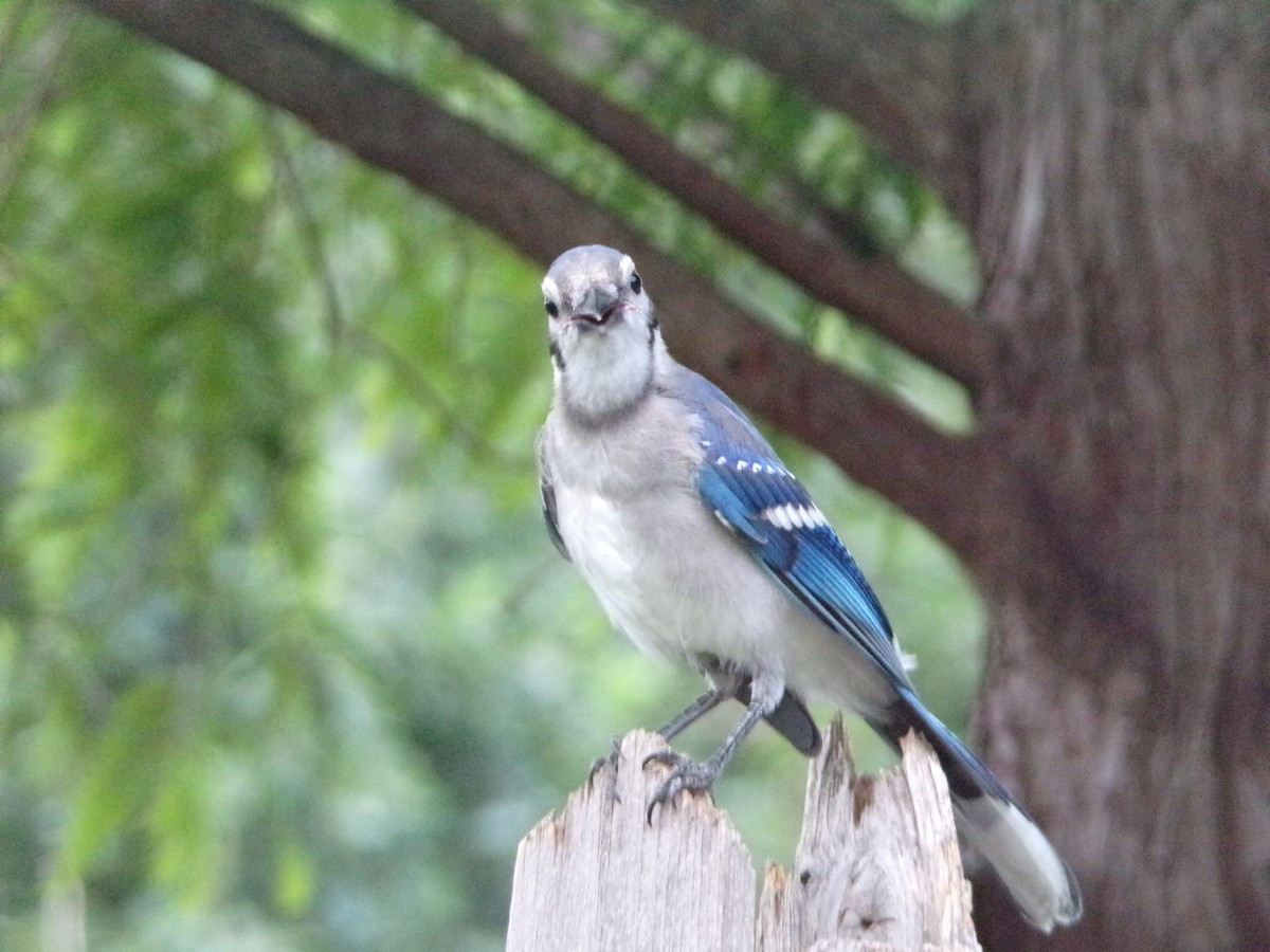 Blue Jay - Texas Bird Family