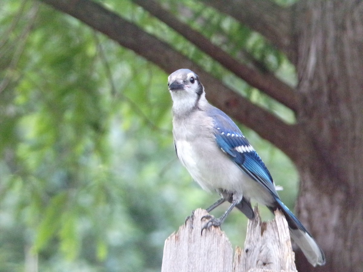 Blue Jay - Texas Bird Family