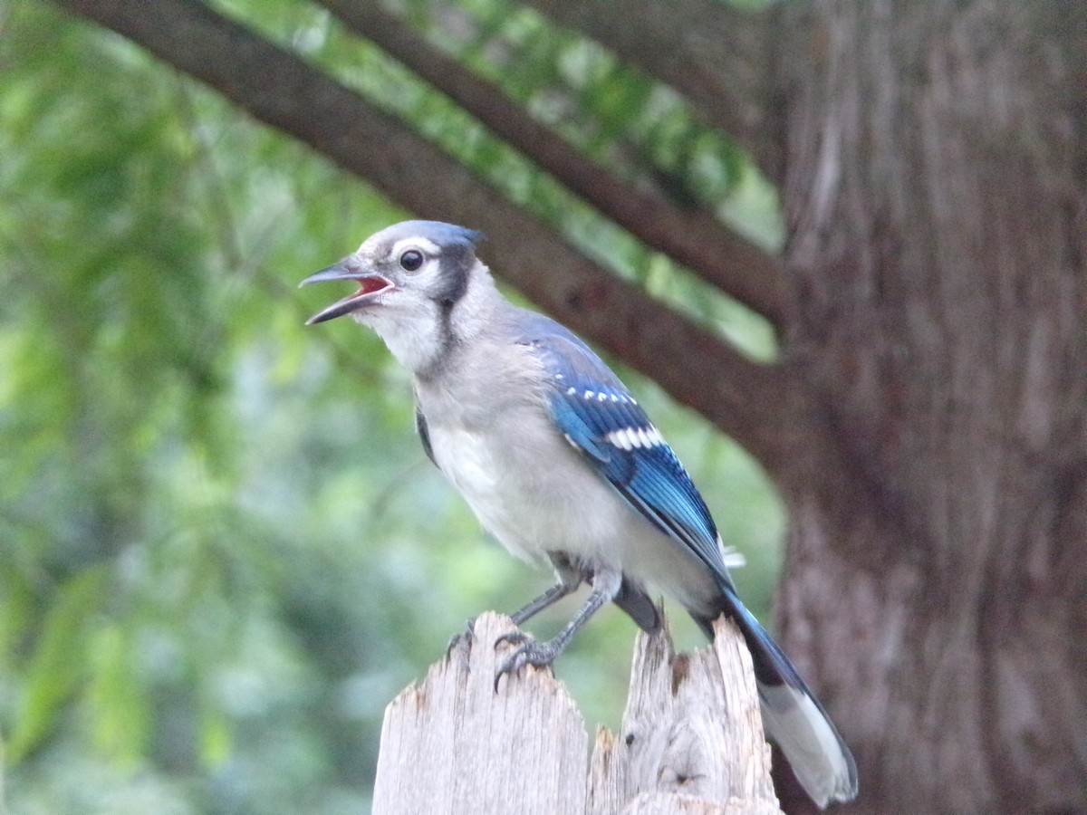 Blue Jay - Texas Bird Family