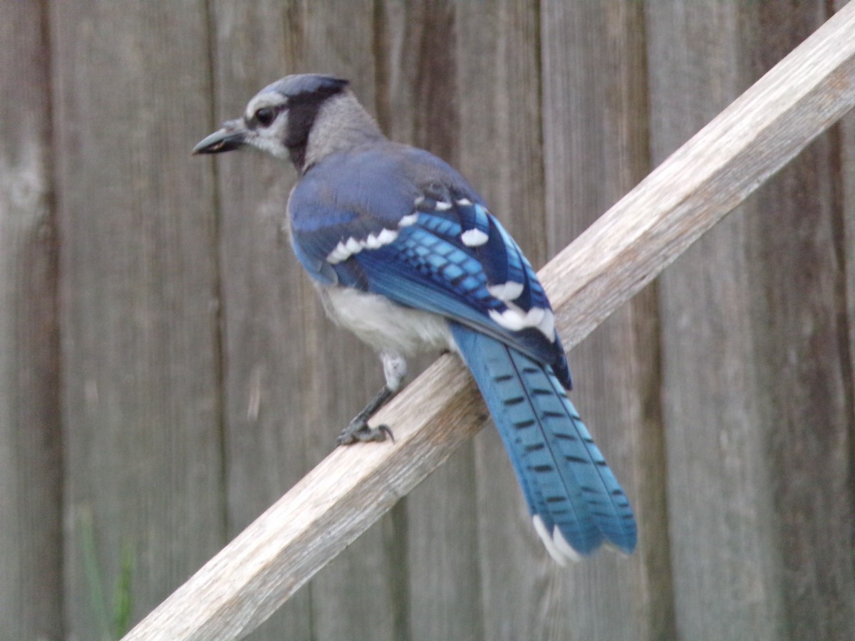 Blue Jay - Texas Bird Family