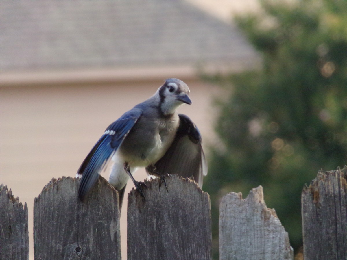 Blue Jay - Texas Bird Family