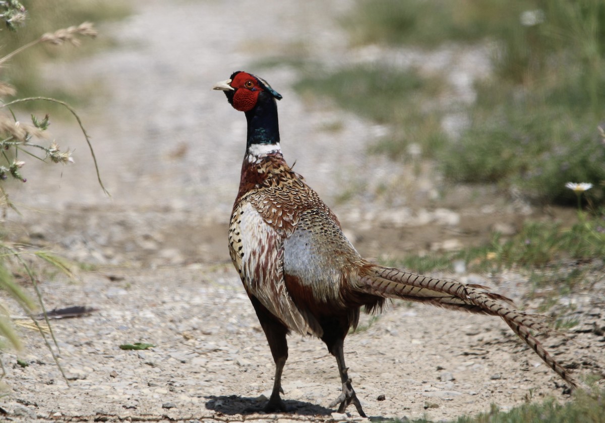 Ring-necked Pheasant - Randy Maharaj