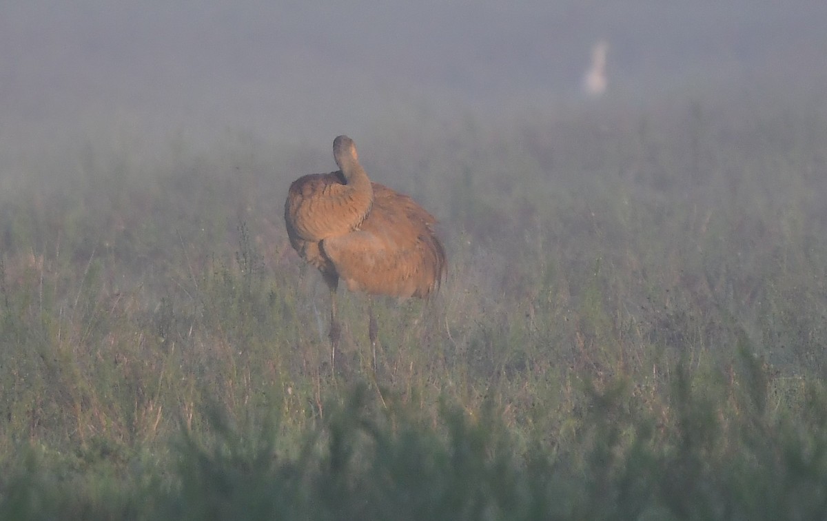 Sandhill Crane - John Wolaver