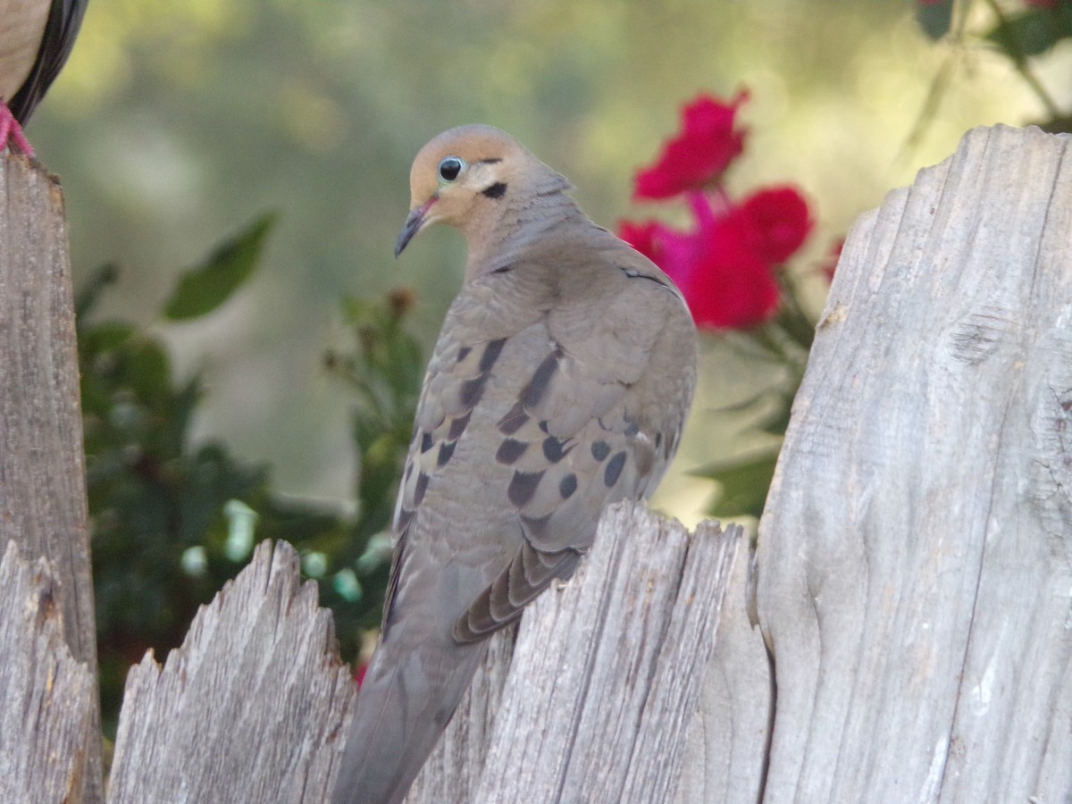 Mourning Dove - Texas Bird Family