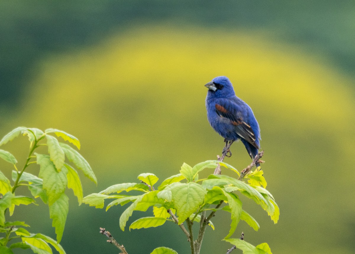 Blue Grosbeak - Aaron Sun