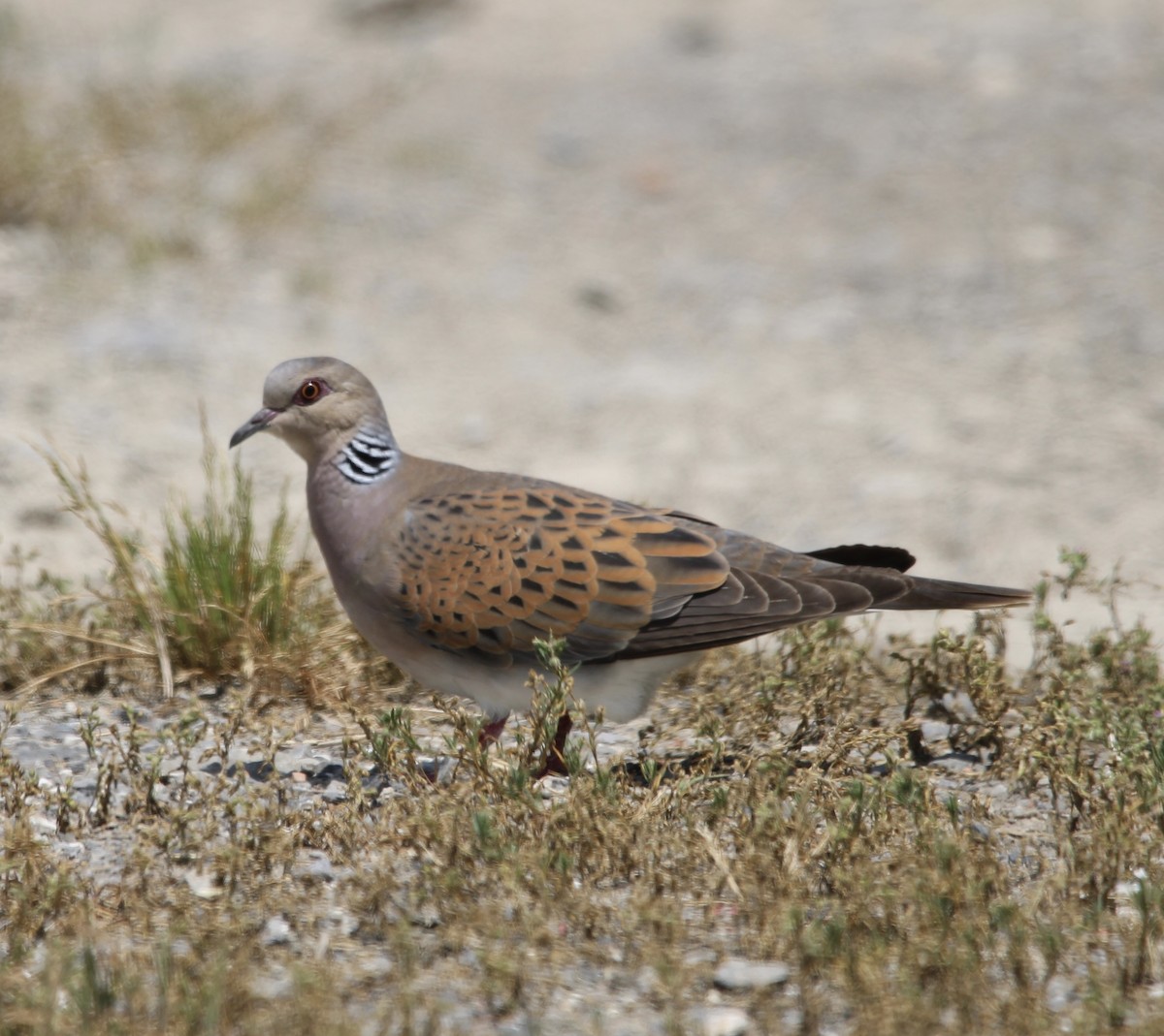 European Turtle-Dove - Randy Maharaj