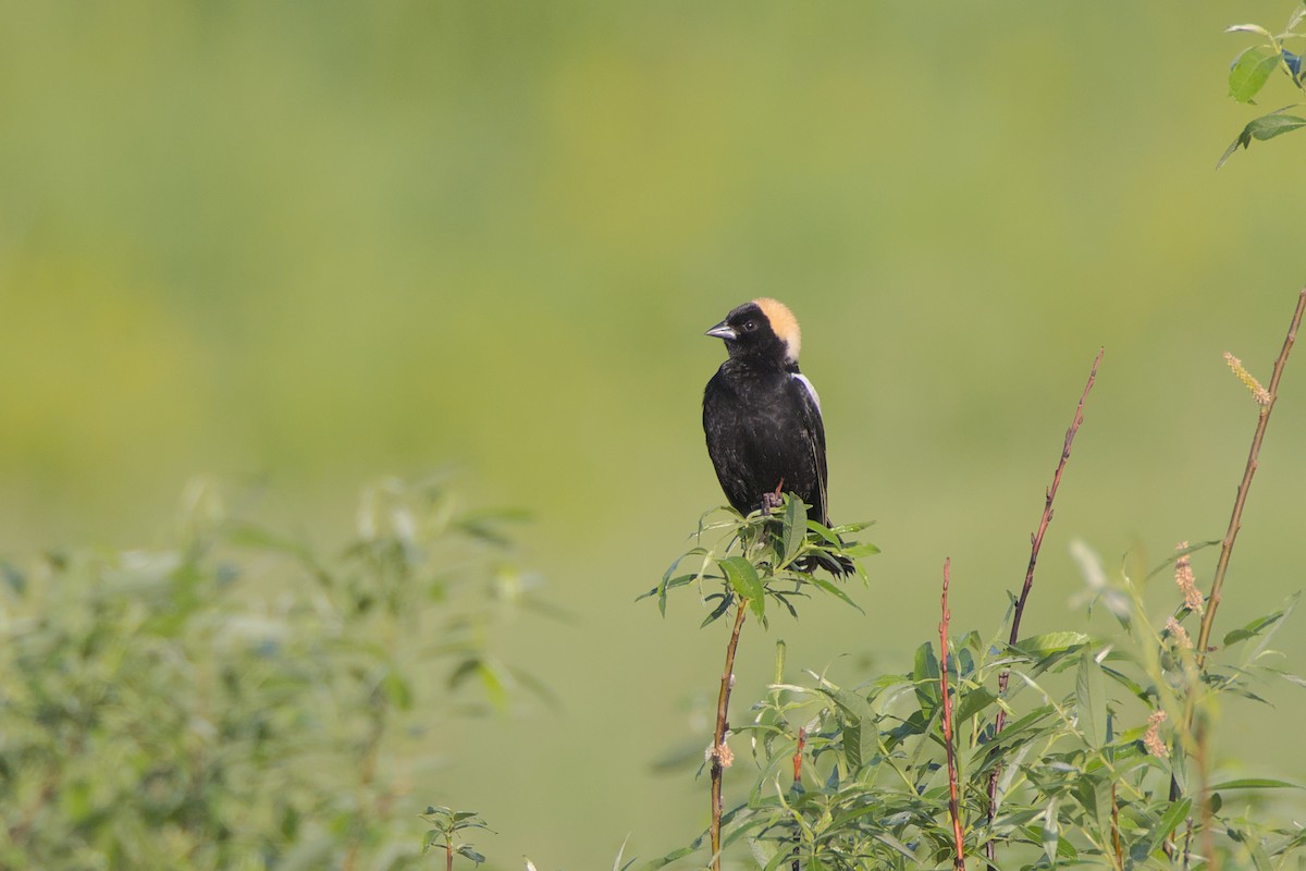 Bobolink - David Guertin