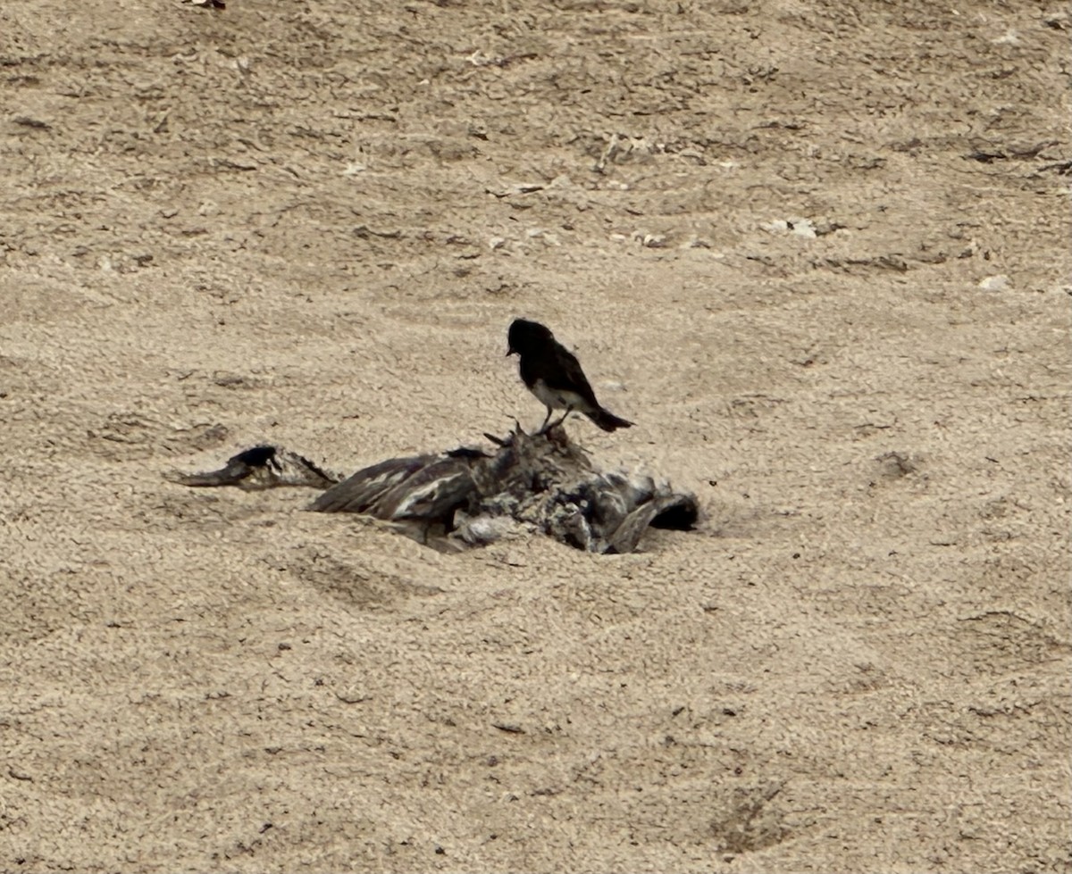 Black Phoebe - Eric Dosch