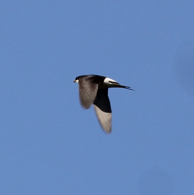 Western House-Martin - Randy Maharaj