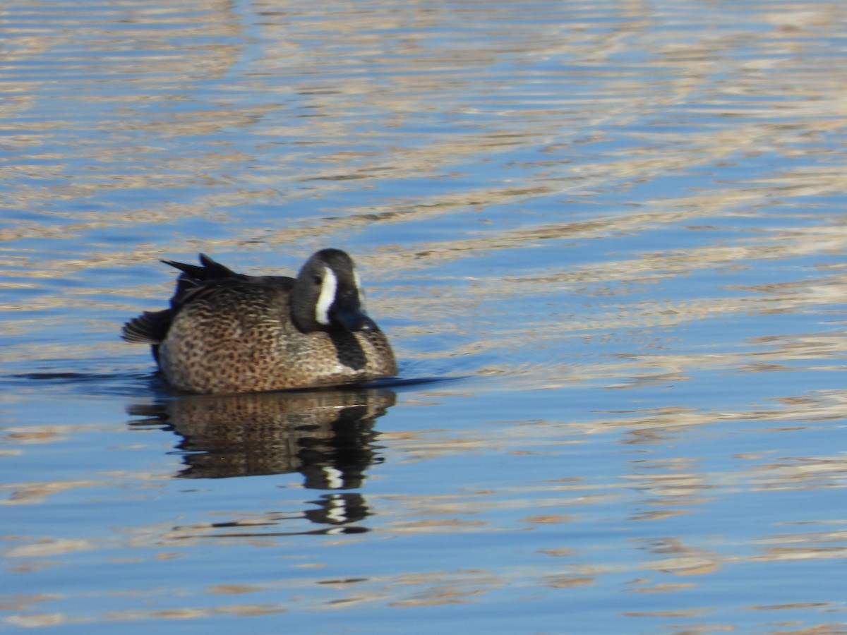 Blue-winged Teal - Gerard Nachtegaele