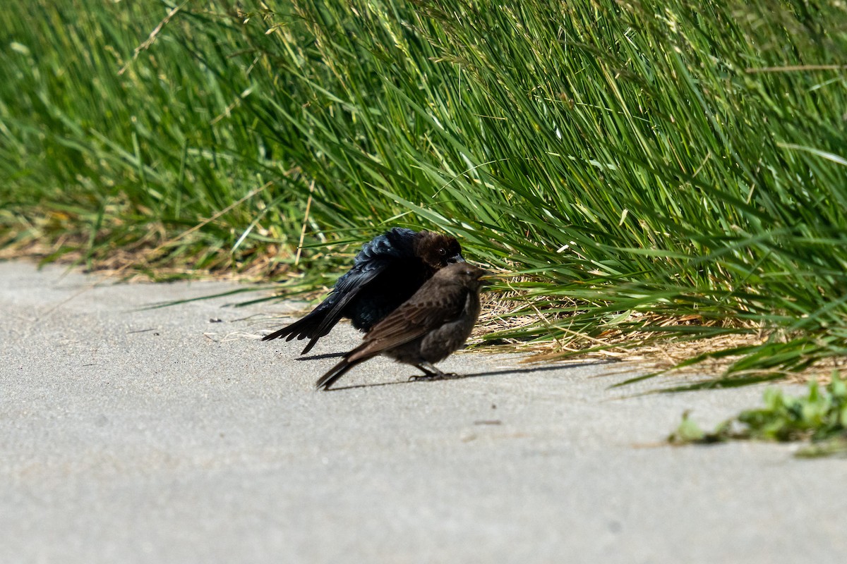 Brown-headed Cowbird - Tyler Driver