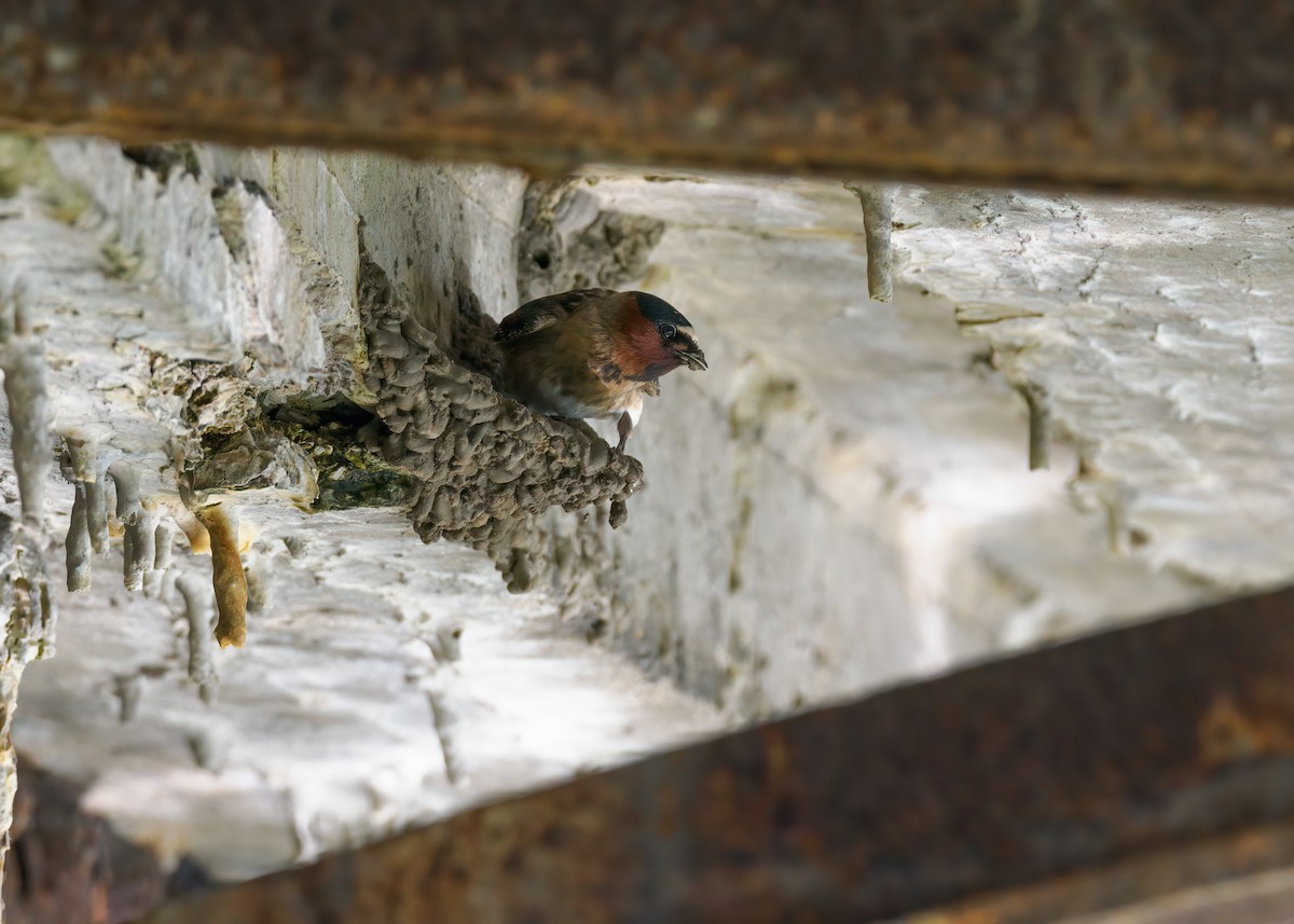 Cliff Swallow - Edward Jay Rehm