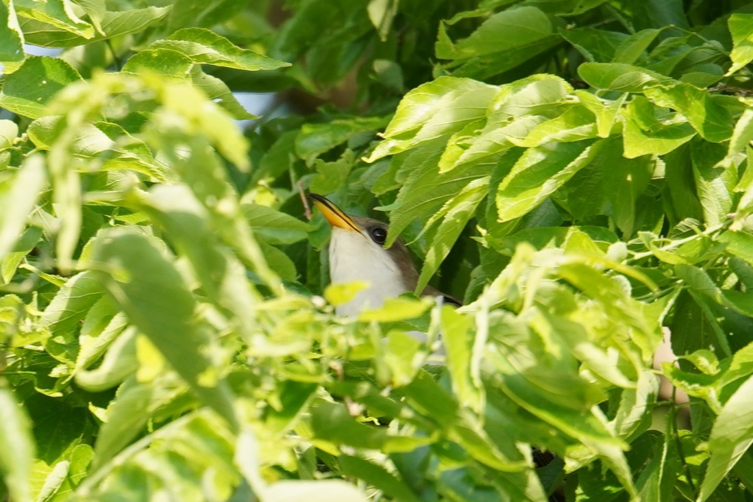 Yellow-billed Cuckoo - Shea Dettling