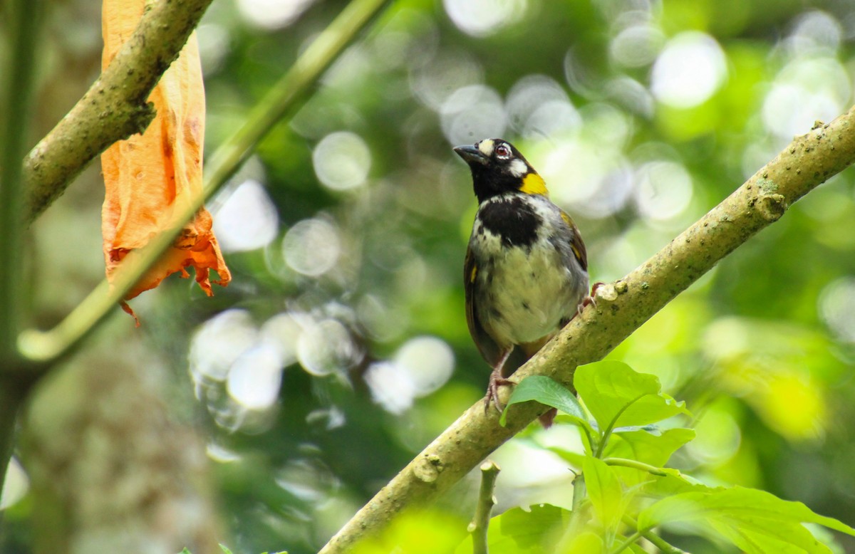 White-eared Ground-Sparrow - Mónica Thurman