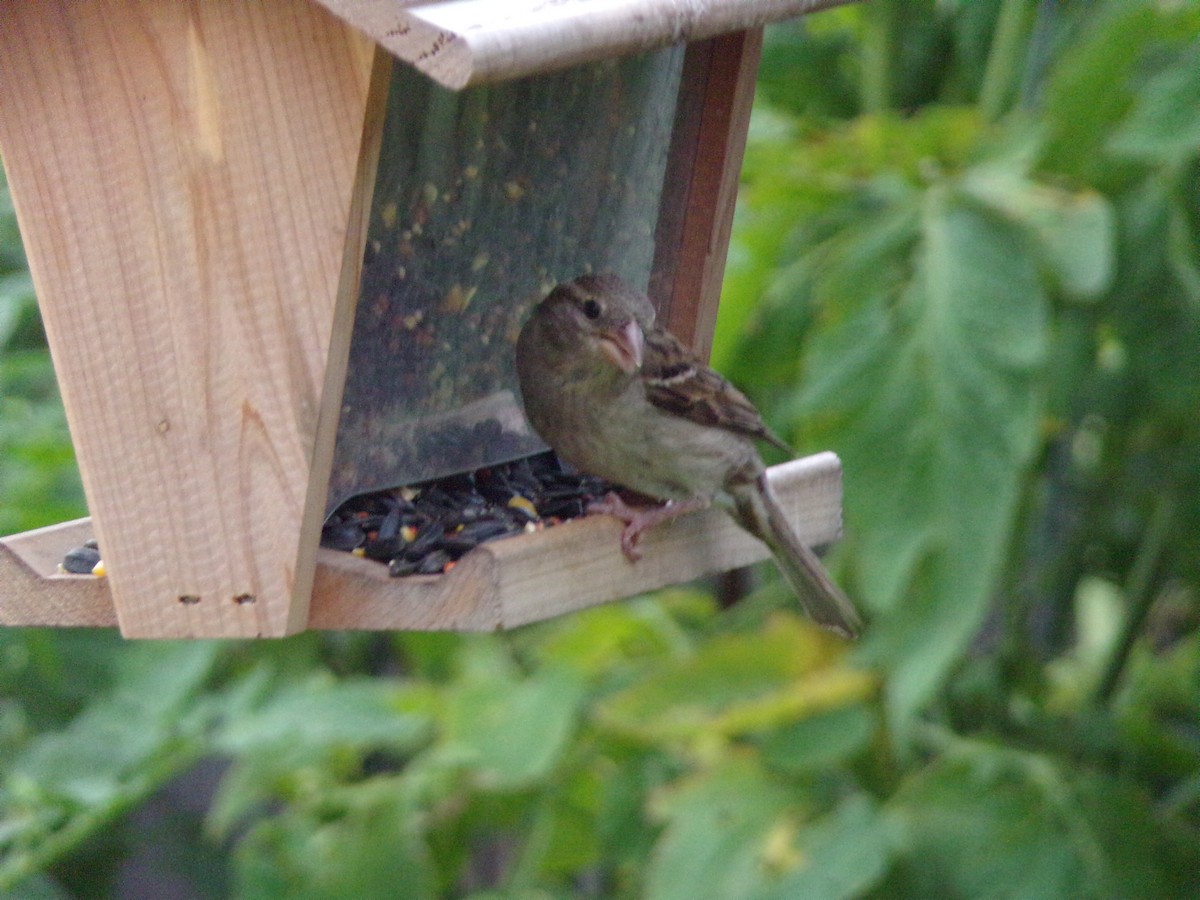 House Sparrow - Texas Bird Family