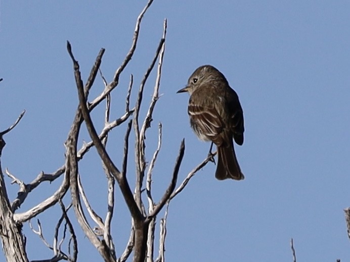 Gray Flycatcher - Mohini Rawool-Sullivan