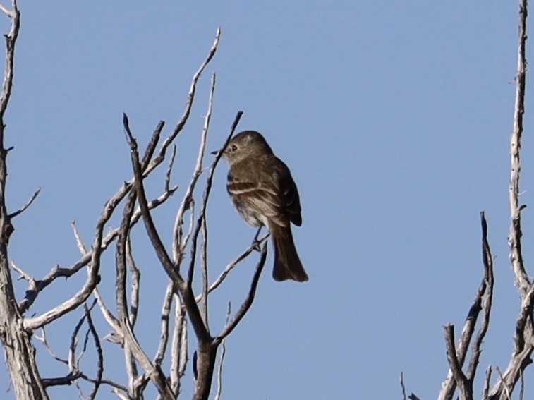 Gray Flycatcher - Mohini Rawool-Sullivan