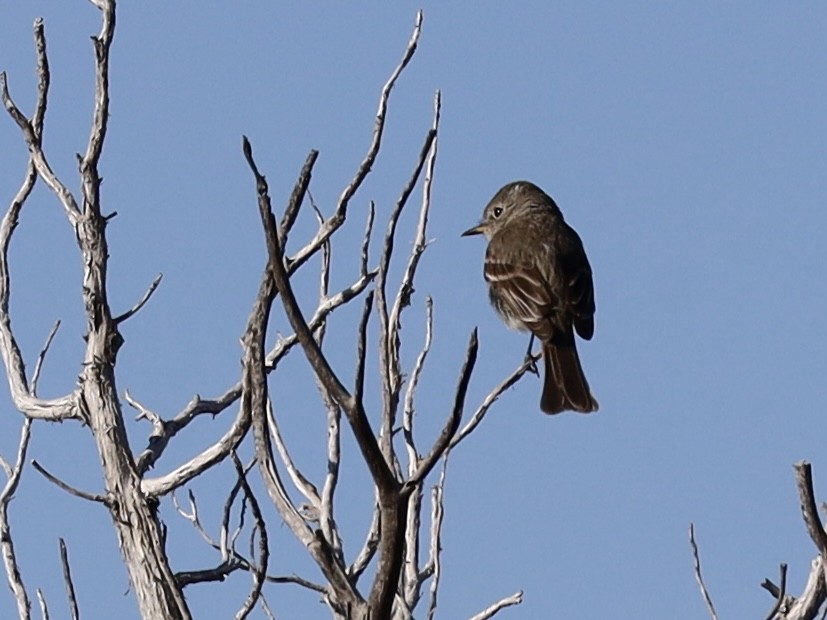 Gray Flycatcher - Mohini Rawool-Sullivan