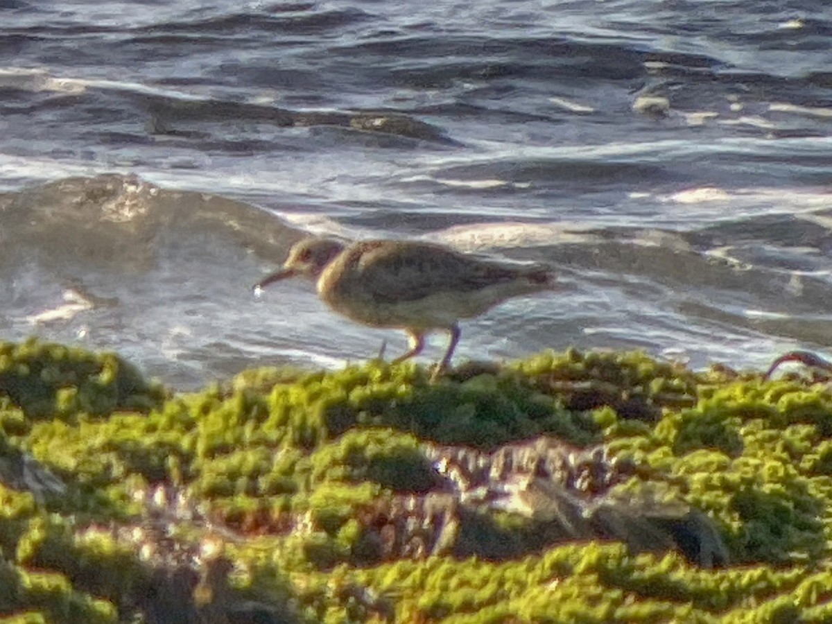 Purple Sandpiper - Thomas Fuller