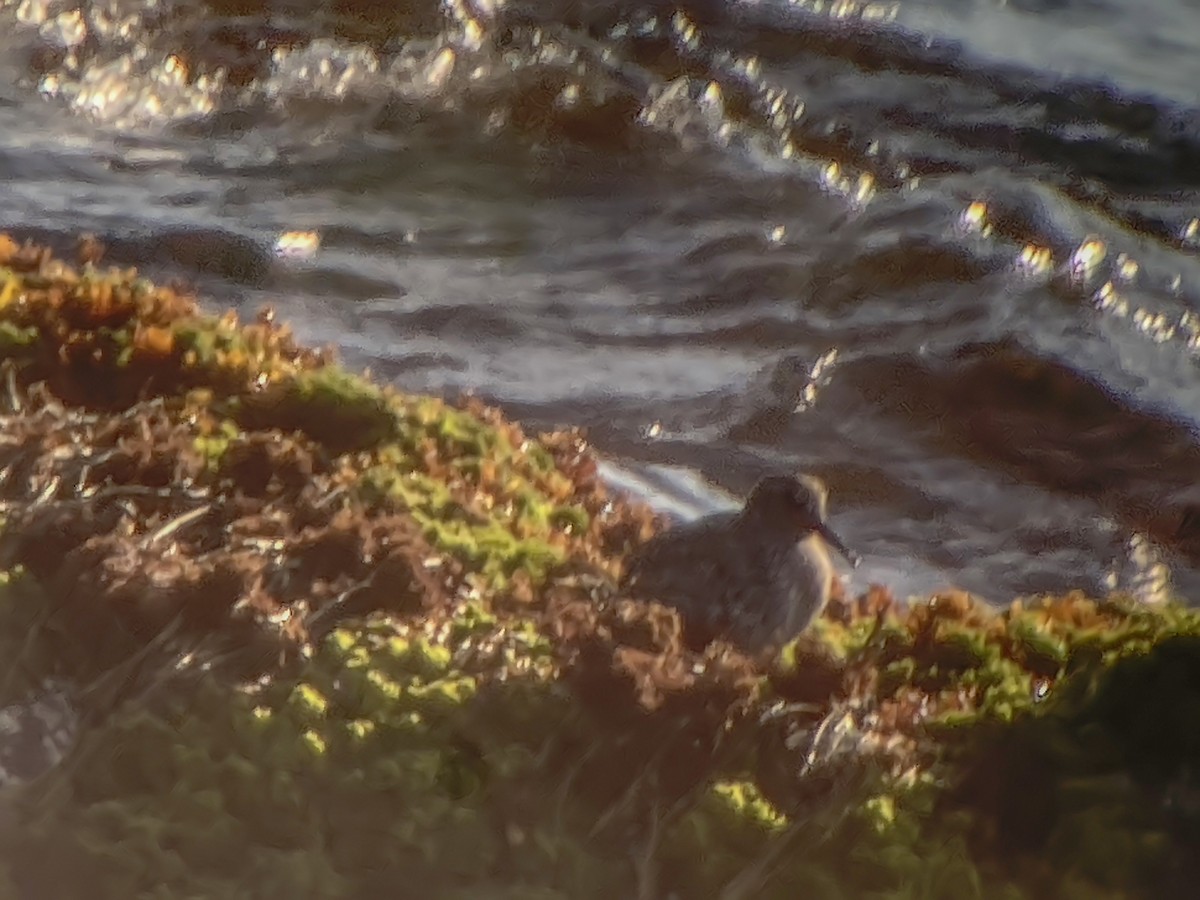 Purple Sandpiper - ML619530183