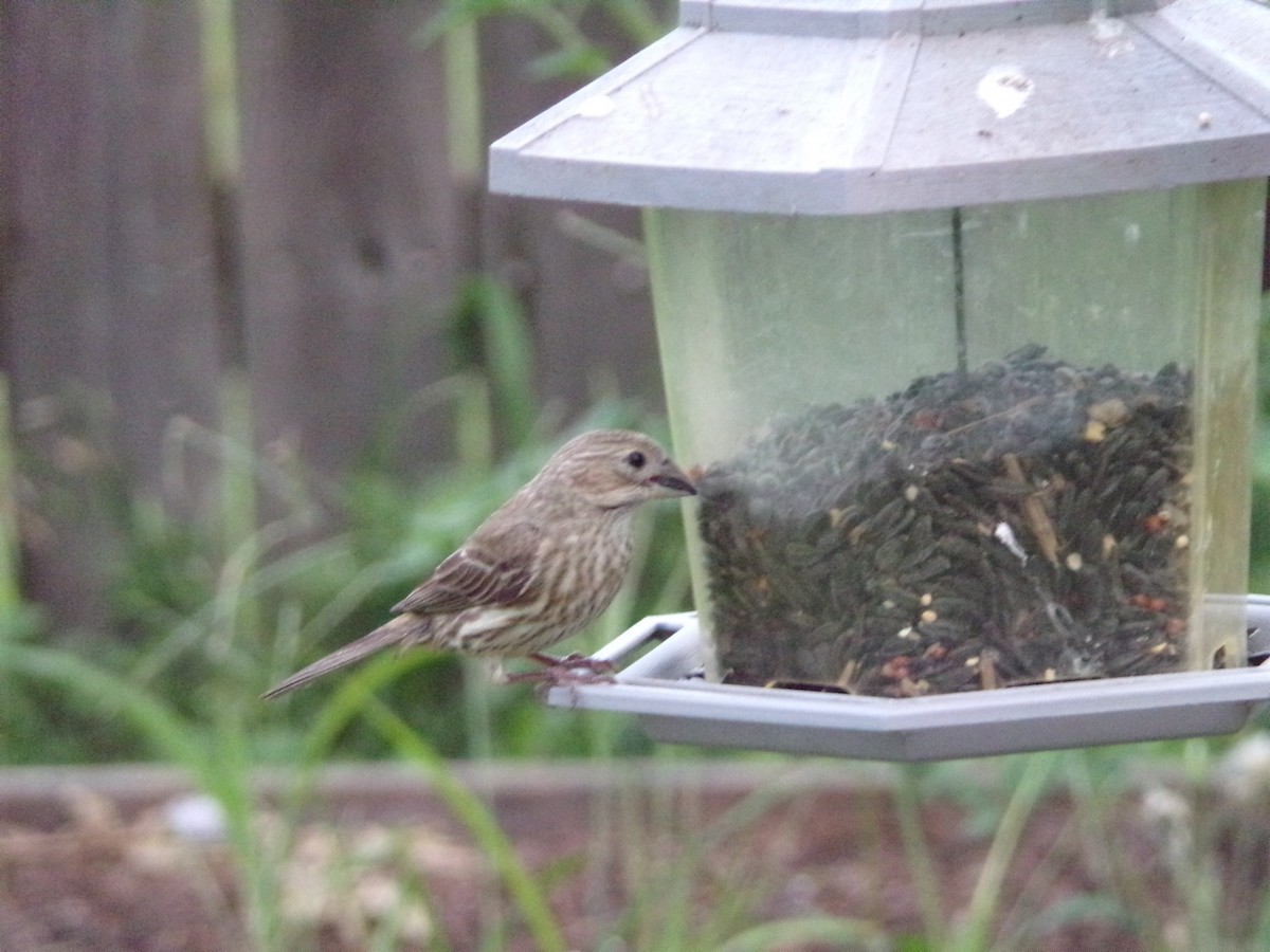 House Finch - Texas Bird Family