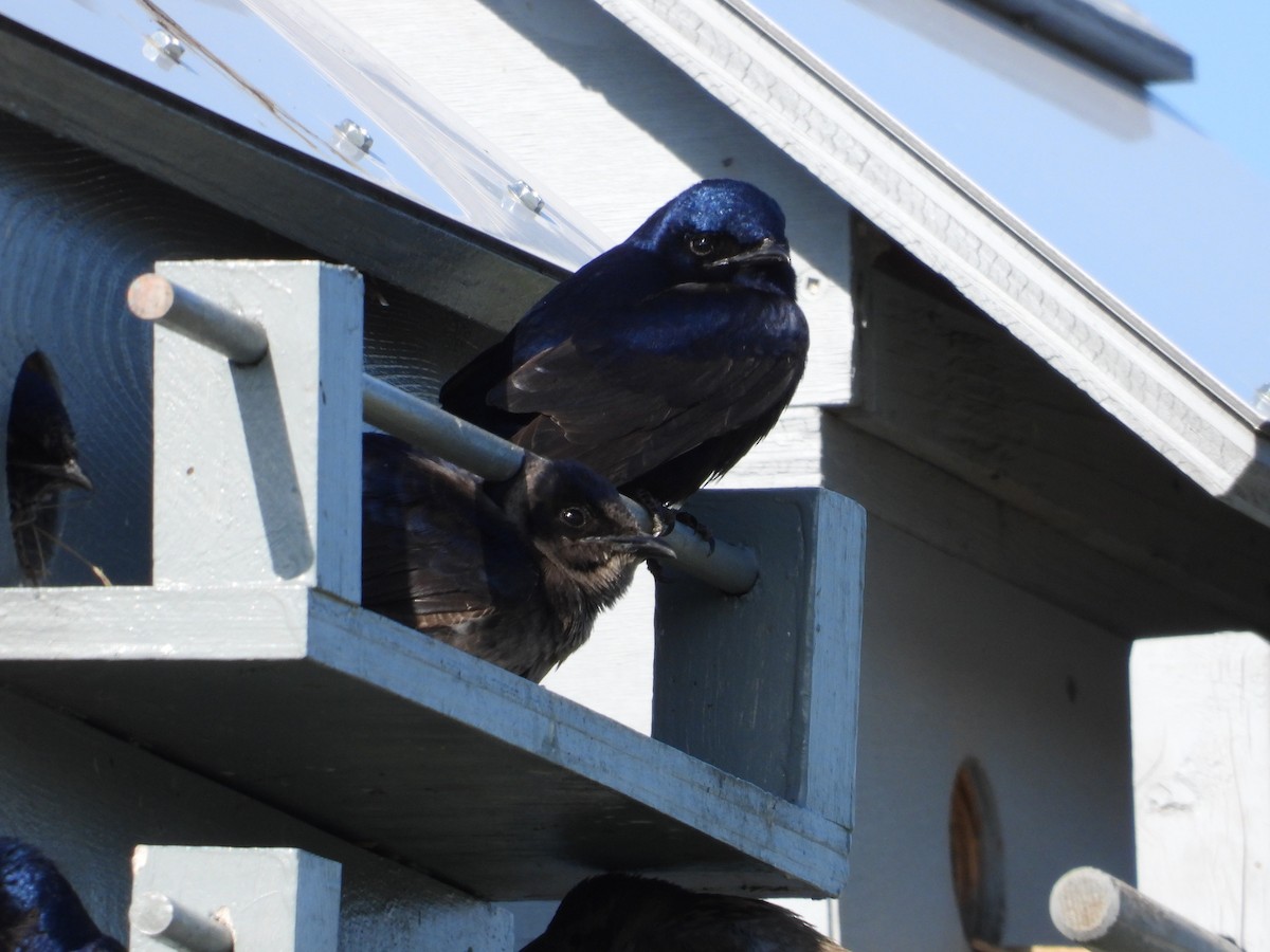 Purple Martin - Gerard Nachtegaele